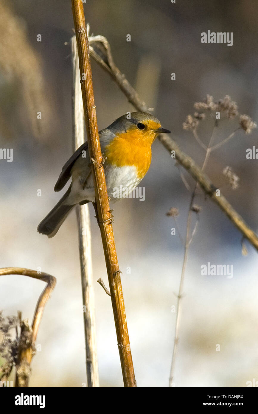 Rotkehlchen, Erithacus rubecula Stockfoto