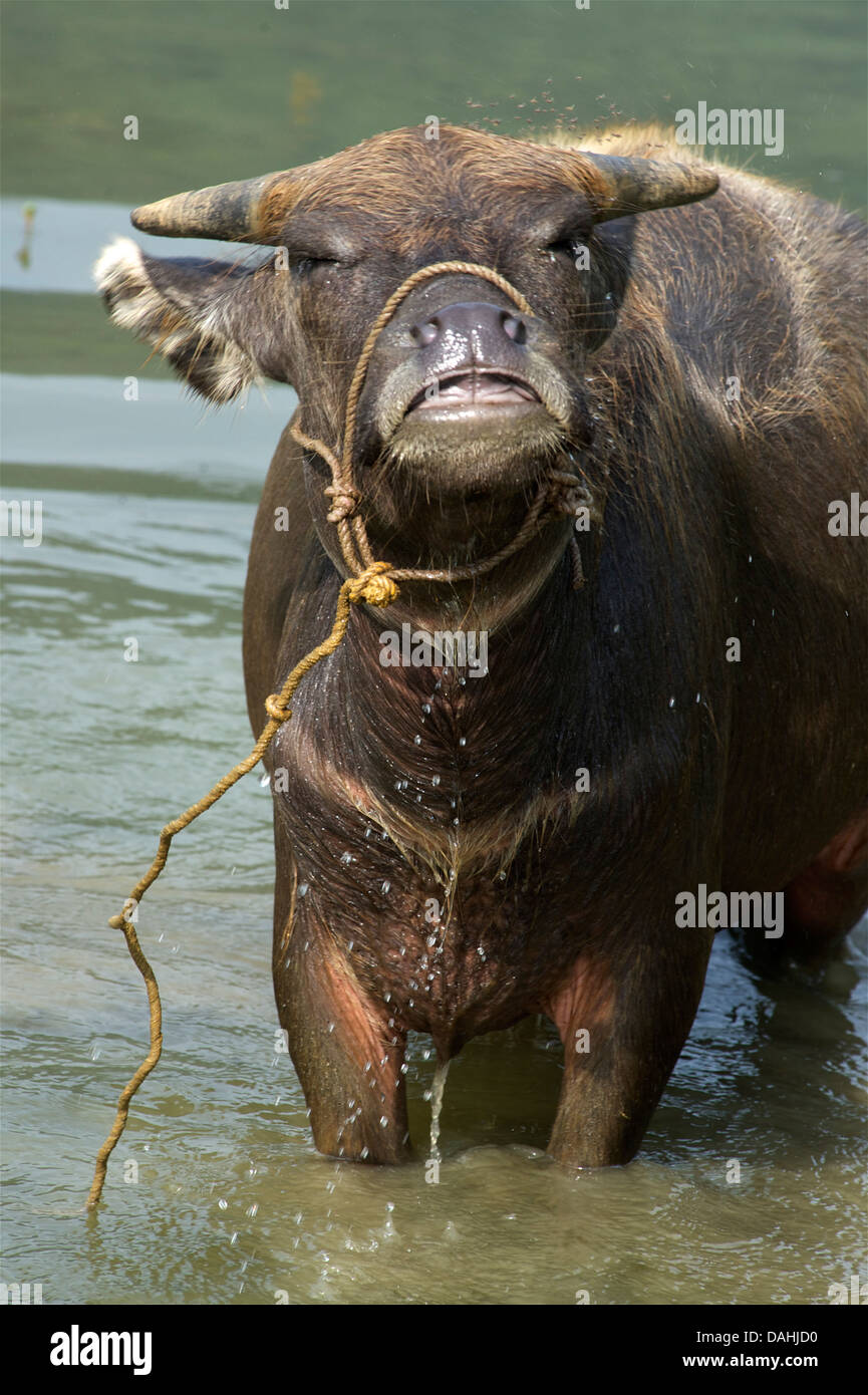 Wasserbüffel, Ba Be See. BAC Kan Provinz. Northeast Vietnam Stockfoto
