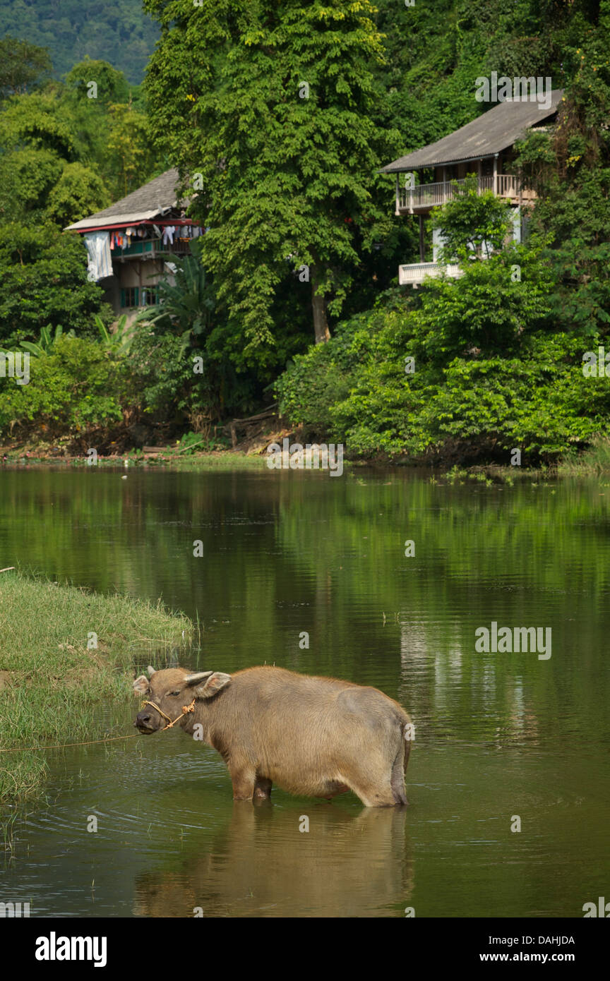 Wasserbüffel, Ba Be See. BAC Kan Provinz. Northeast Vietnam Stockfoto