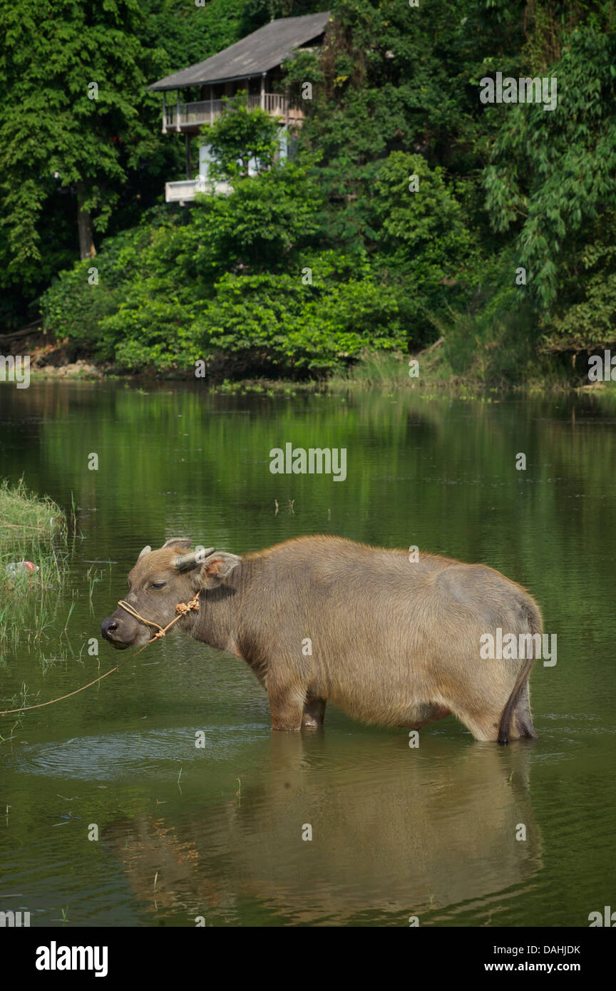 Wasserbüffel, Ba Be See. BAC Kan Provinz. Northeast Vietnam Stockfoto