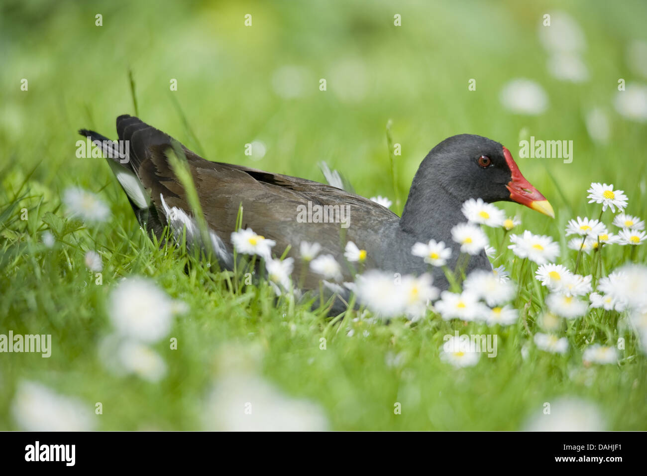 Teichhühner, Gallinula chloropus Stockfoto