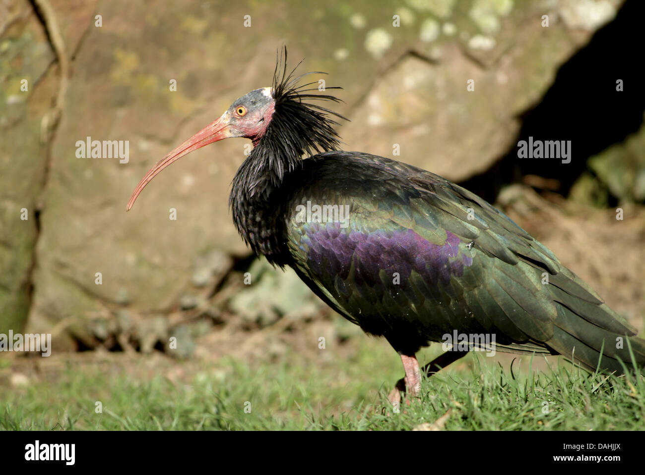 nördlichen Waldrappen, Geronticus eremita Stockfoto