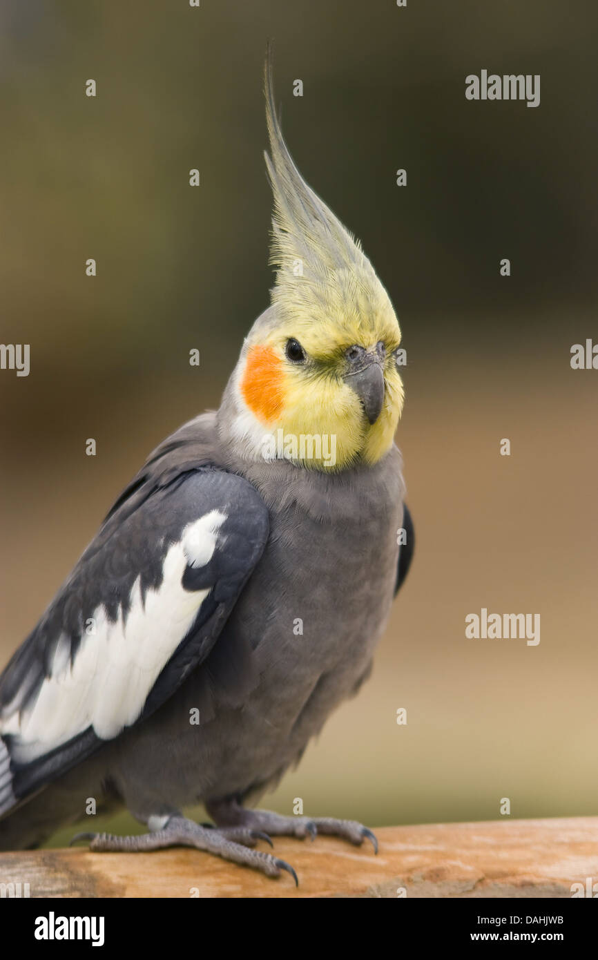 Nymphensittich Nymphicus hollandicus Stockfoto