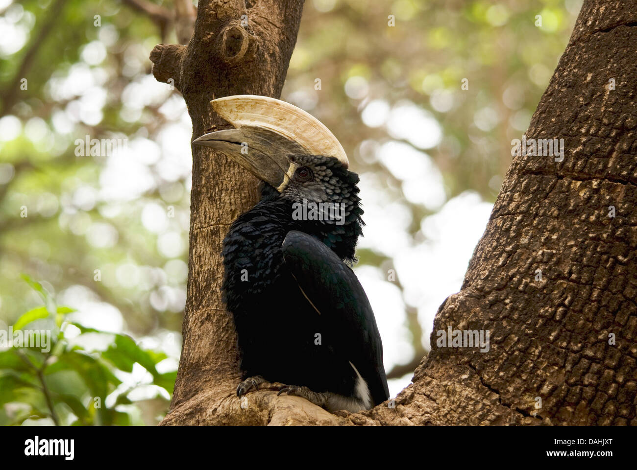 Silber-Cheeked Hornbill (Nahaufnahme) Stockfoto