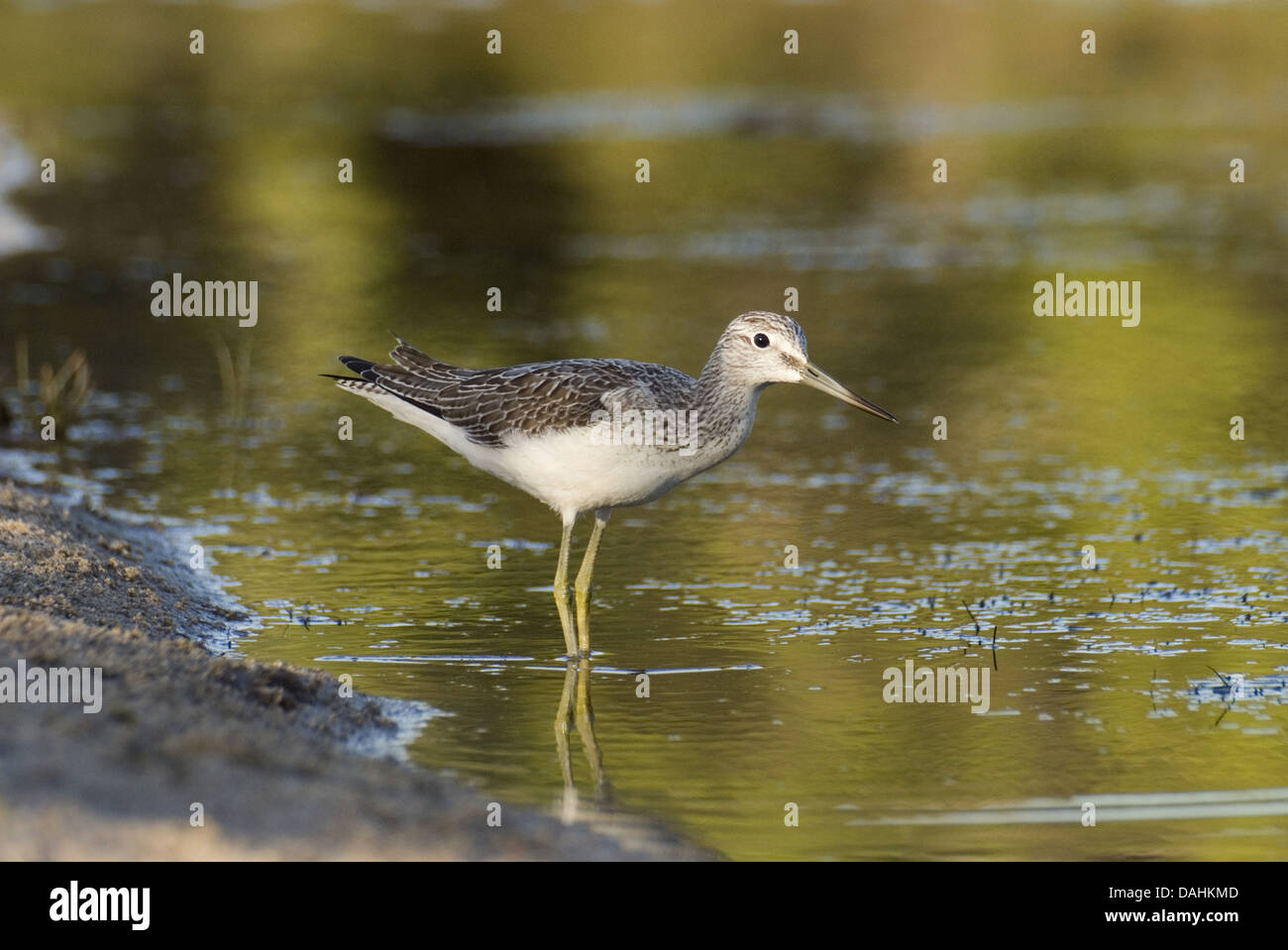 gemeinsamen Grünschenkel Tringa nebularia Stockfoto