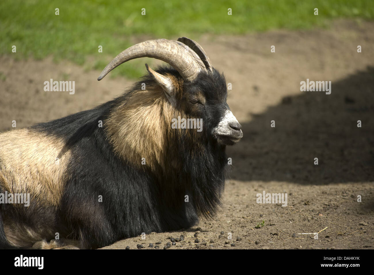 Hausziege Capra Aegagrus hircus Stockfoto