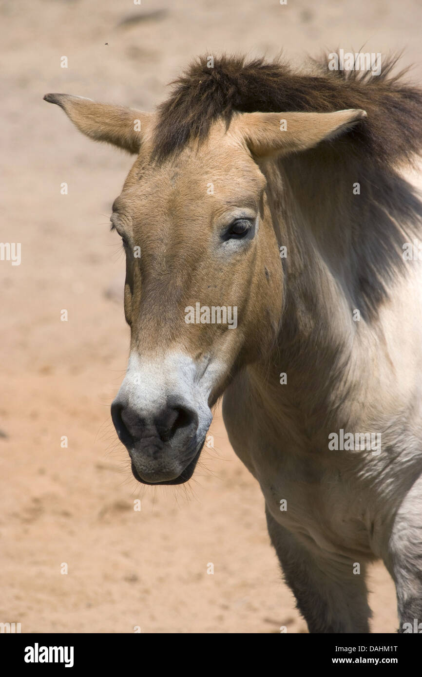 Przewalski Pferd, Equus Ferus przewalskii Stockfoto