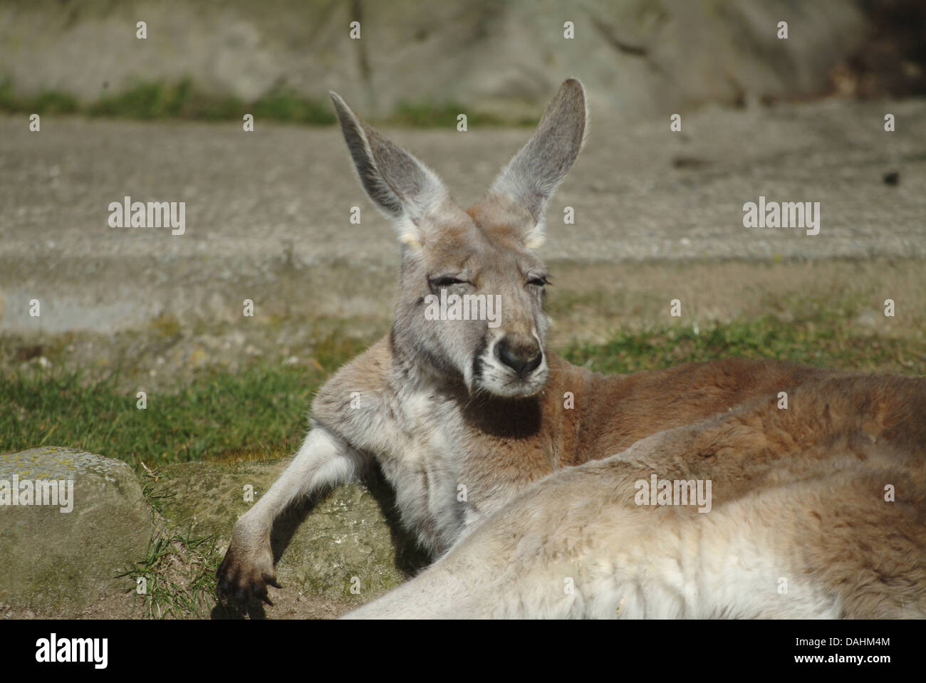 roter Känguruh, Macropus rufus Stockfoto