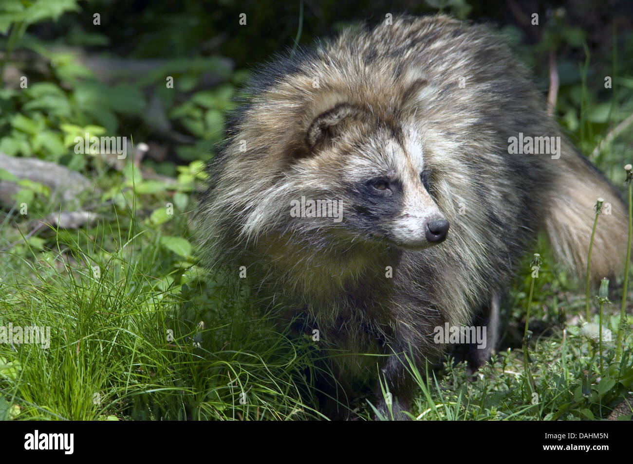 Marderhund Nyctereutes procyonoides Stockfoto