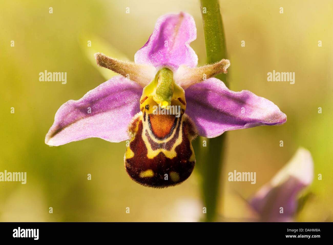 Biene Orchidee - Ophrys apifera Stockfoto