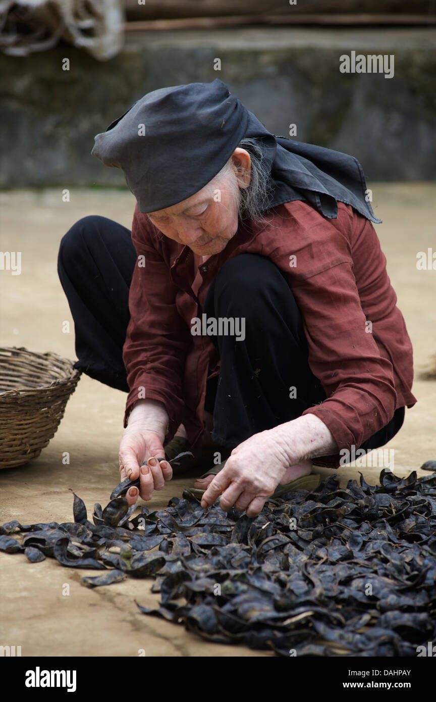 Älteren vietnamesischen Dorfbewohner Sortierung durch Ernte. 'Cat Ba' Island, Vietnam Stockfoto