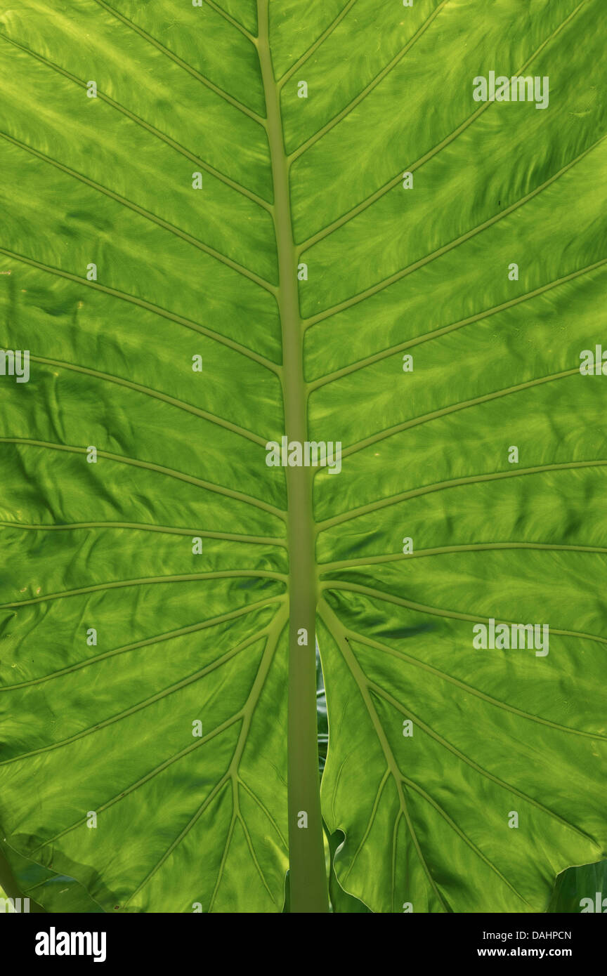 Detail einer tropischen Palme. Südost-Asien Stockfoto