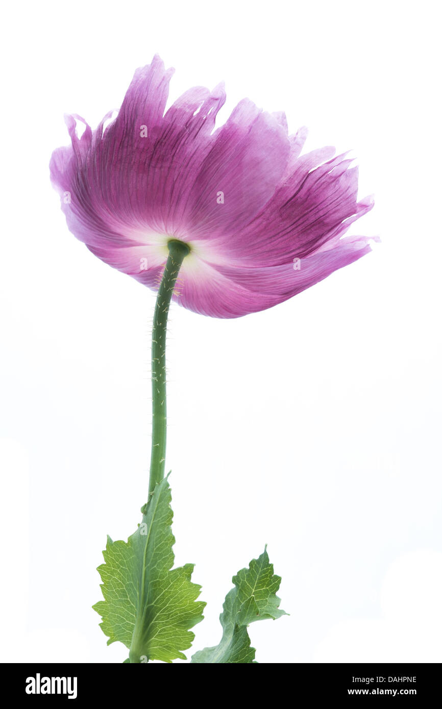 Nahaufnahme einer rosa Mohn Blume auf einem weißen Hintergrund. Stockfoto