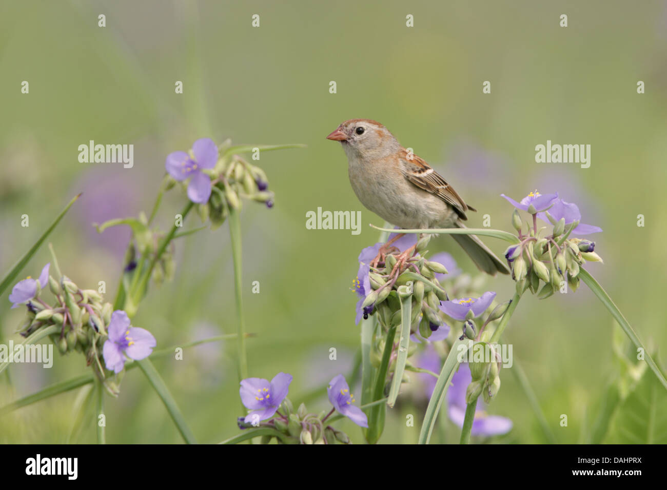 Feld Sperling in Spiderwort Blumen Vogel singvögel Vogelkunde Wissenschaft Natur Tierwelt Umwelt Stockfoto