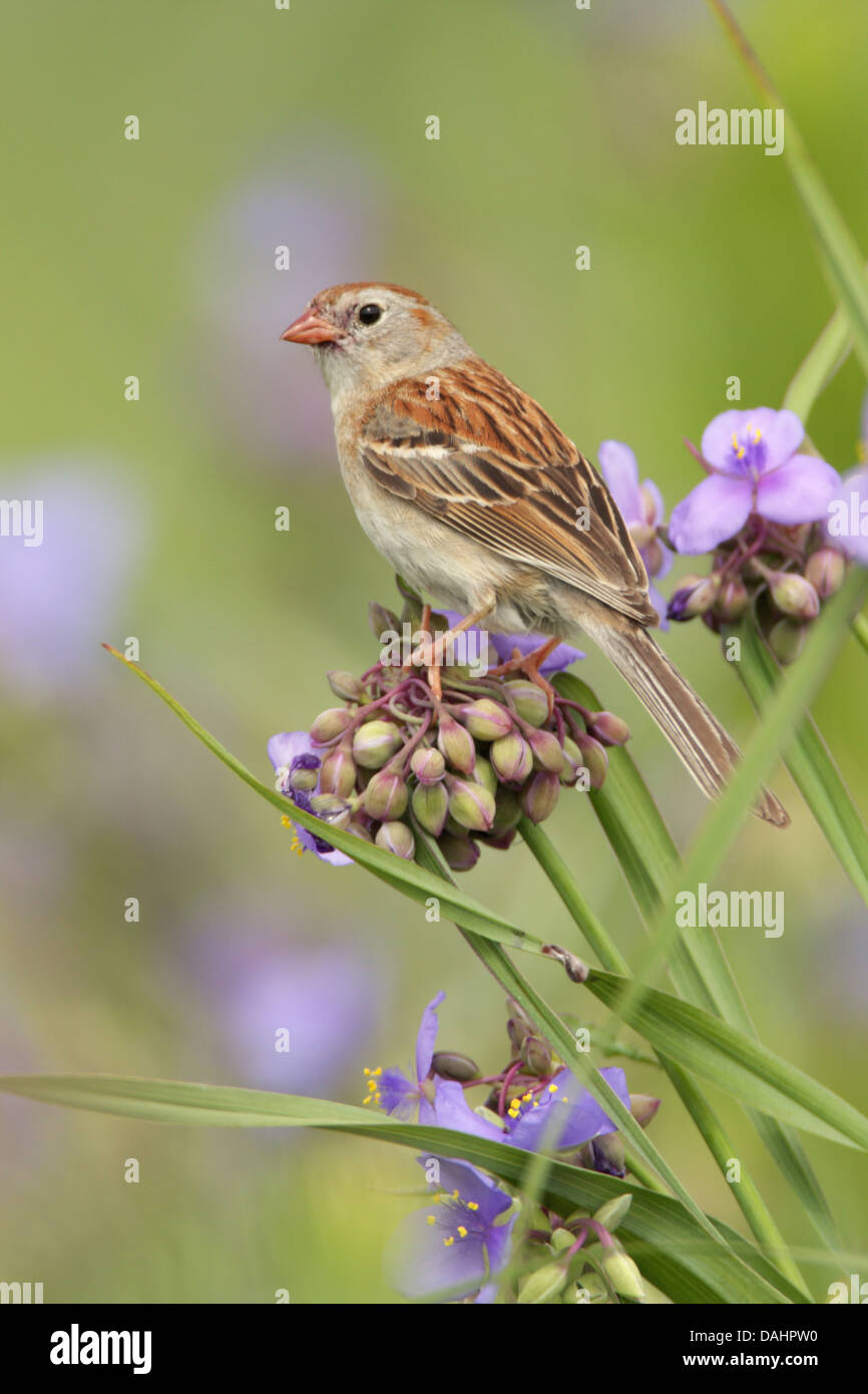 Feld Sperling in Spiderwort Blumen - vertikaler Vogel singvögel Ornithologie Wissenschaft Natur Tierwelt Umwelt Stockfoto