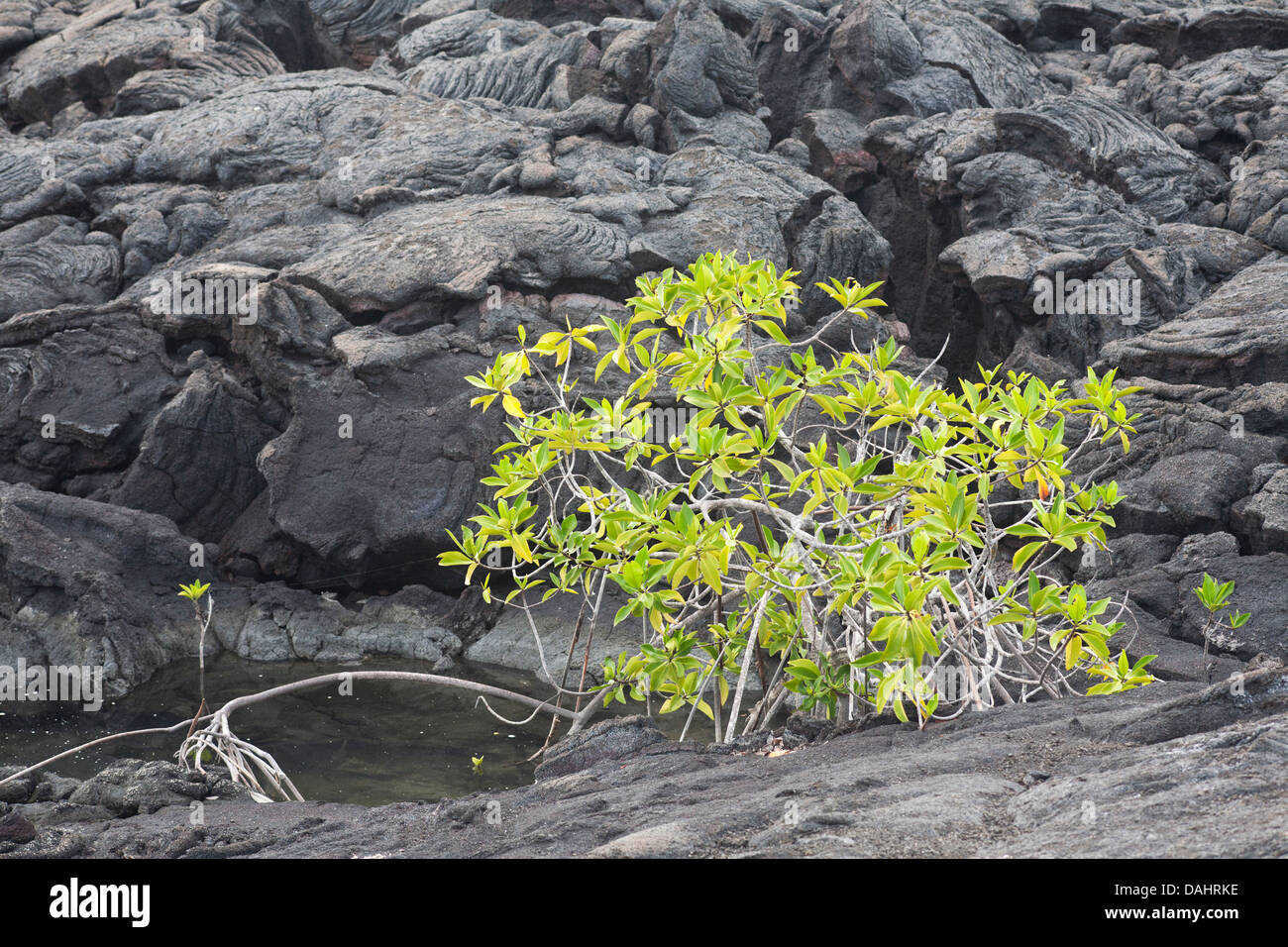 Primäre Nachfolge mit roter Mangrove (Rhizophora mangle) zur Besiedlung eines kleinen Salzpools auf Pahoehoe Lava auf den Galapagos-Inseln, Ecuador Stockfoto