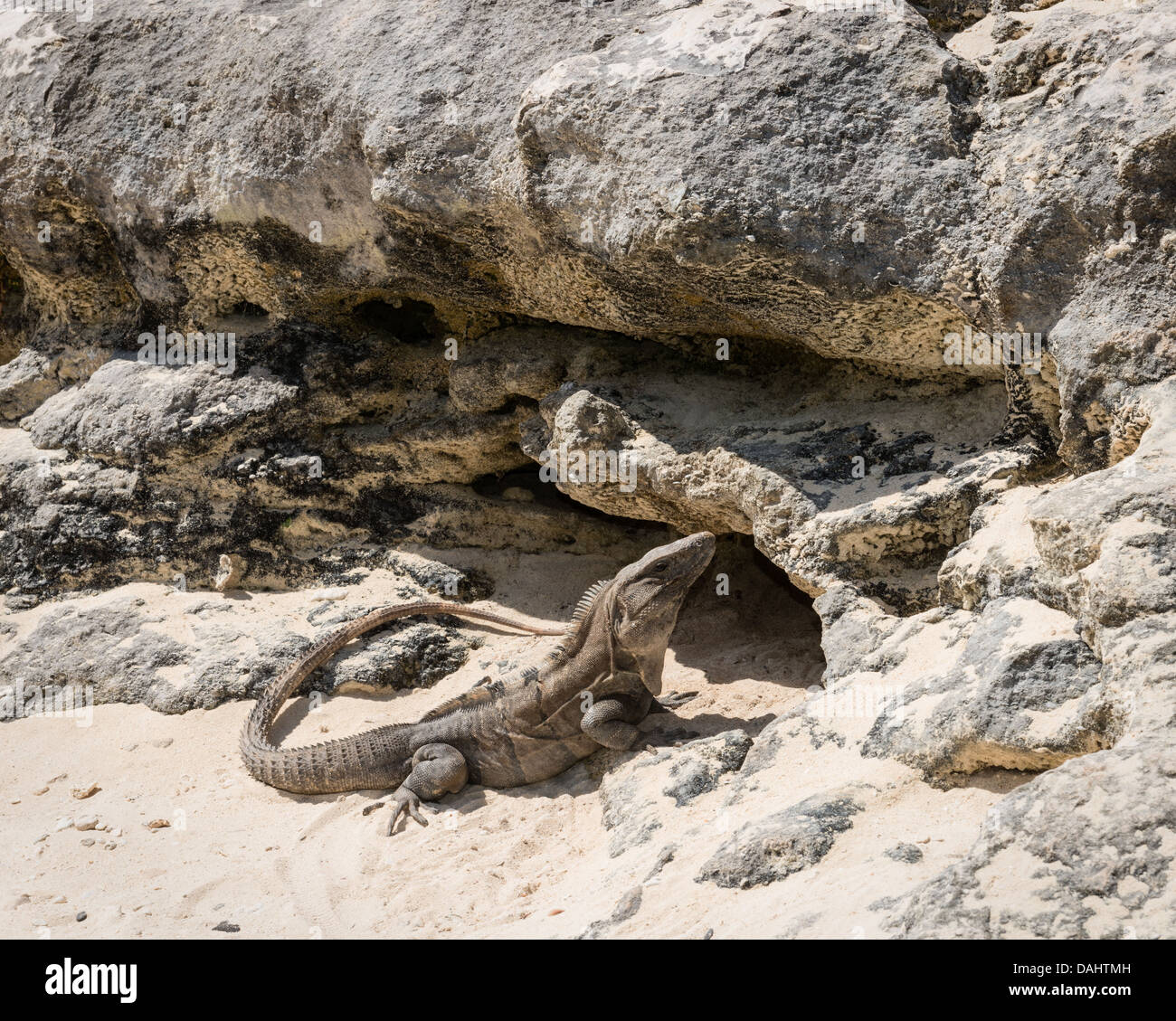 Leguan sonnte sich durch die Felsen an einem Strand in Cozumel, Mexiko. Stockfoto