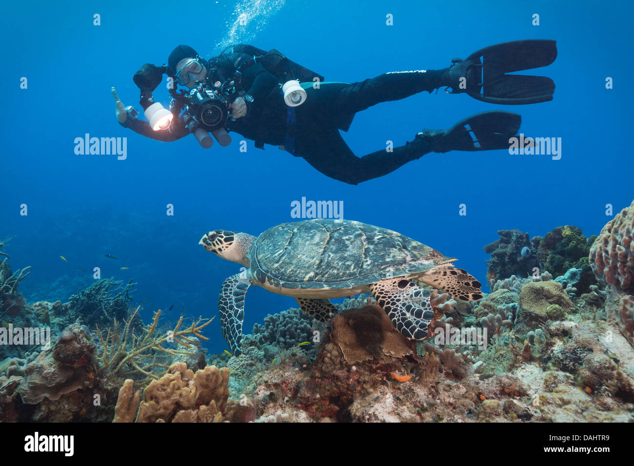 Vier Taucher ein Korallenriff vor der Küste von Cozumel, Mexiko zu erklären. Stockfoto