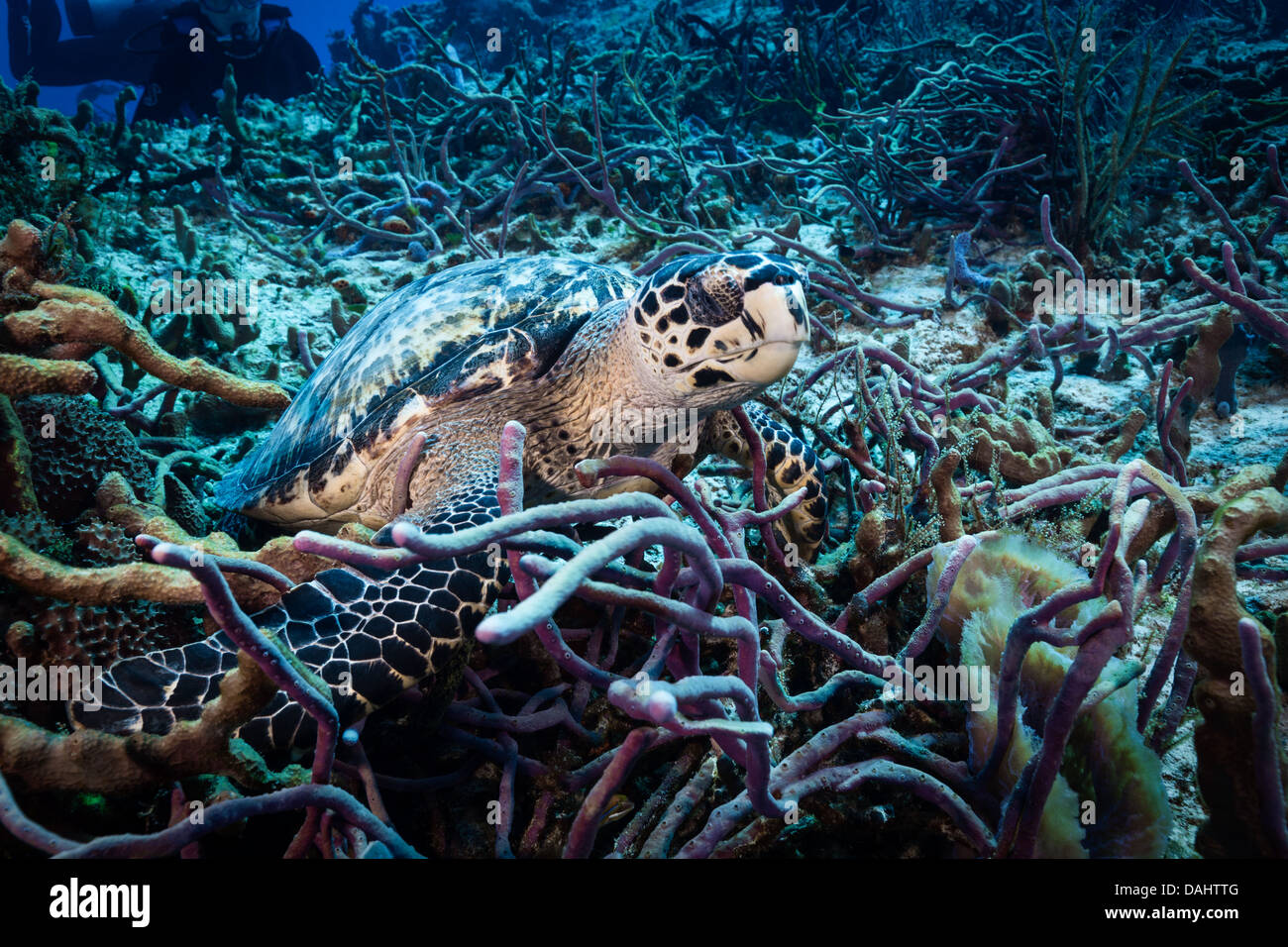 Meeresschildkröten auf dem Meeresgrund off Küste von Cozumel, Mexiko. Stockfoto