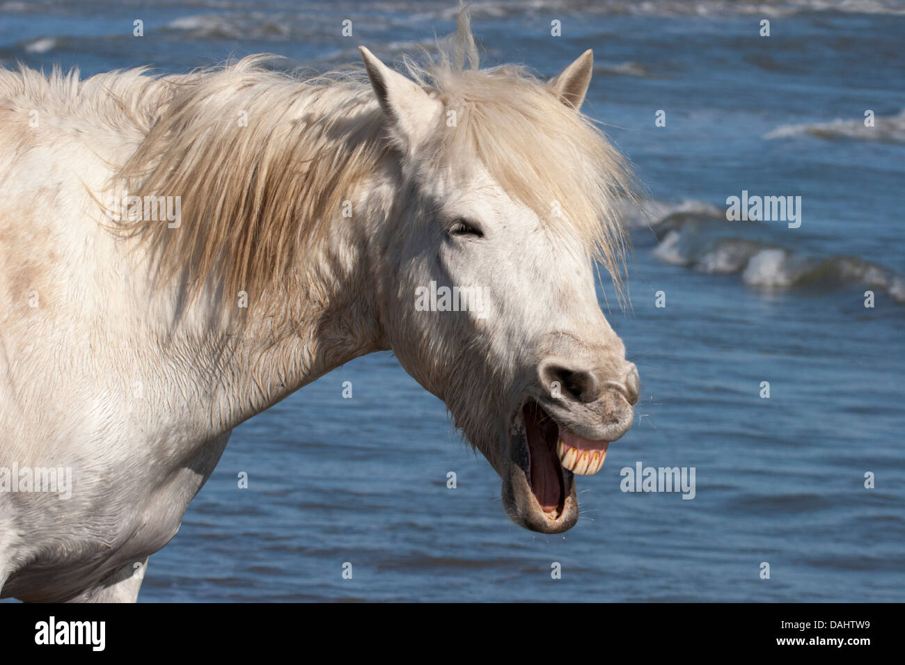 Camargue-Pferd gähnend an der Mittelmeerküste im Süden Frankreichs Stockfoto