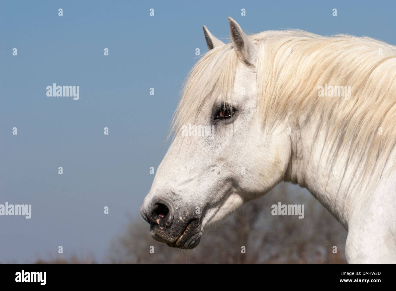 Camargue-Hengst, Nahaufnahme des Pferdegesichts, Frankreich Stockfoto