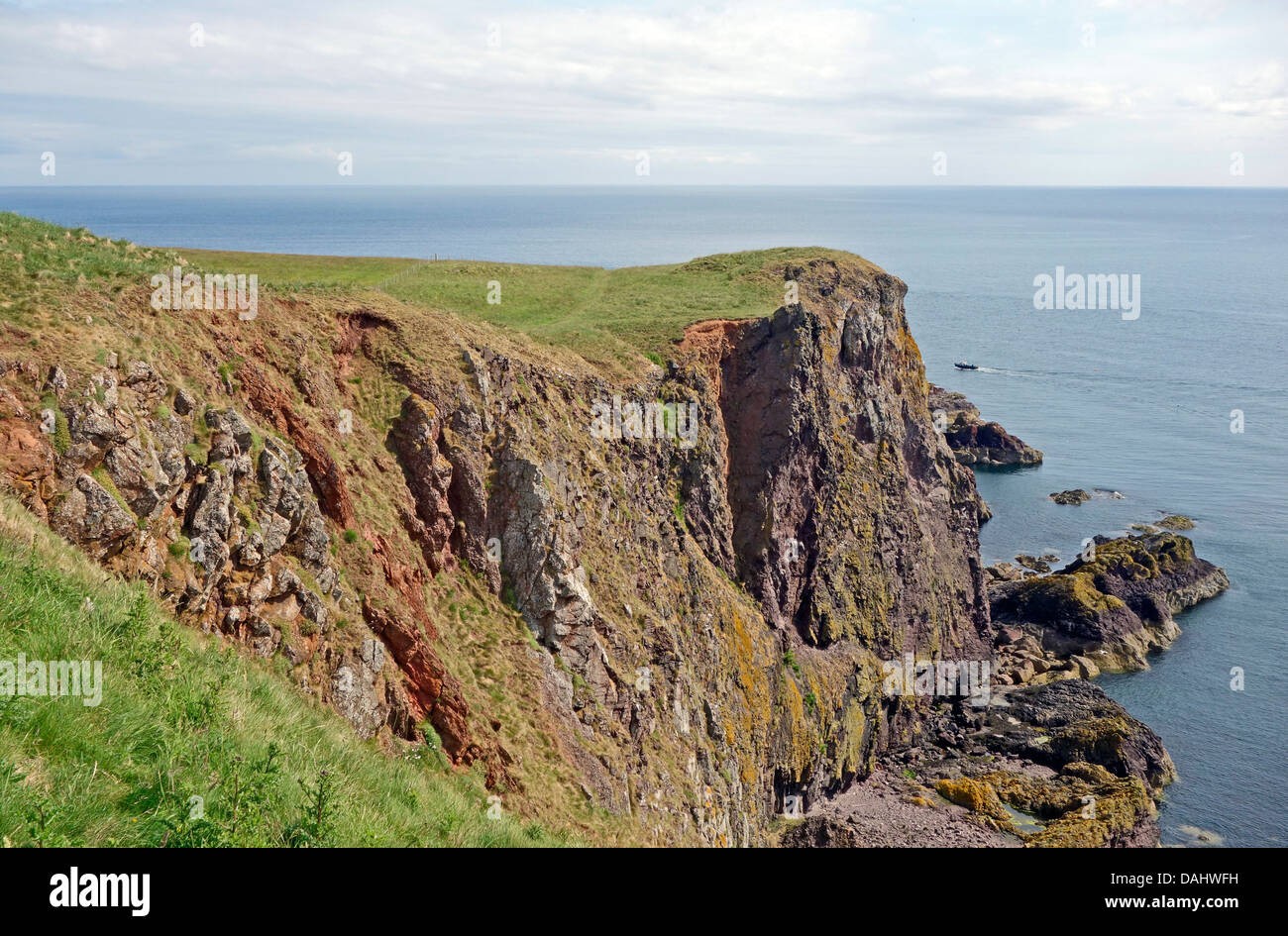Meeresklippen in St. Abbs Head National Nature Reserve zwischen den Leuchtturm (Norden) & St. Abbs (Süden) in Scottish Borders Stockfoto