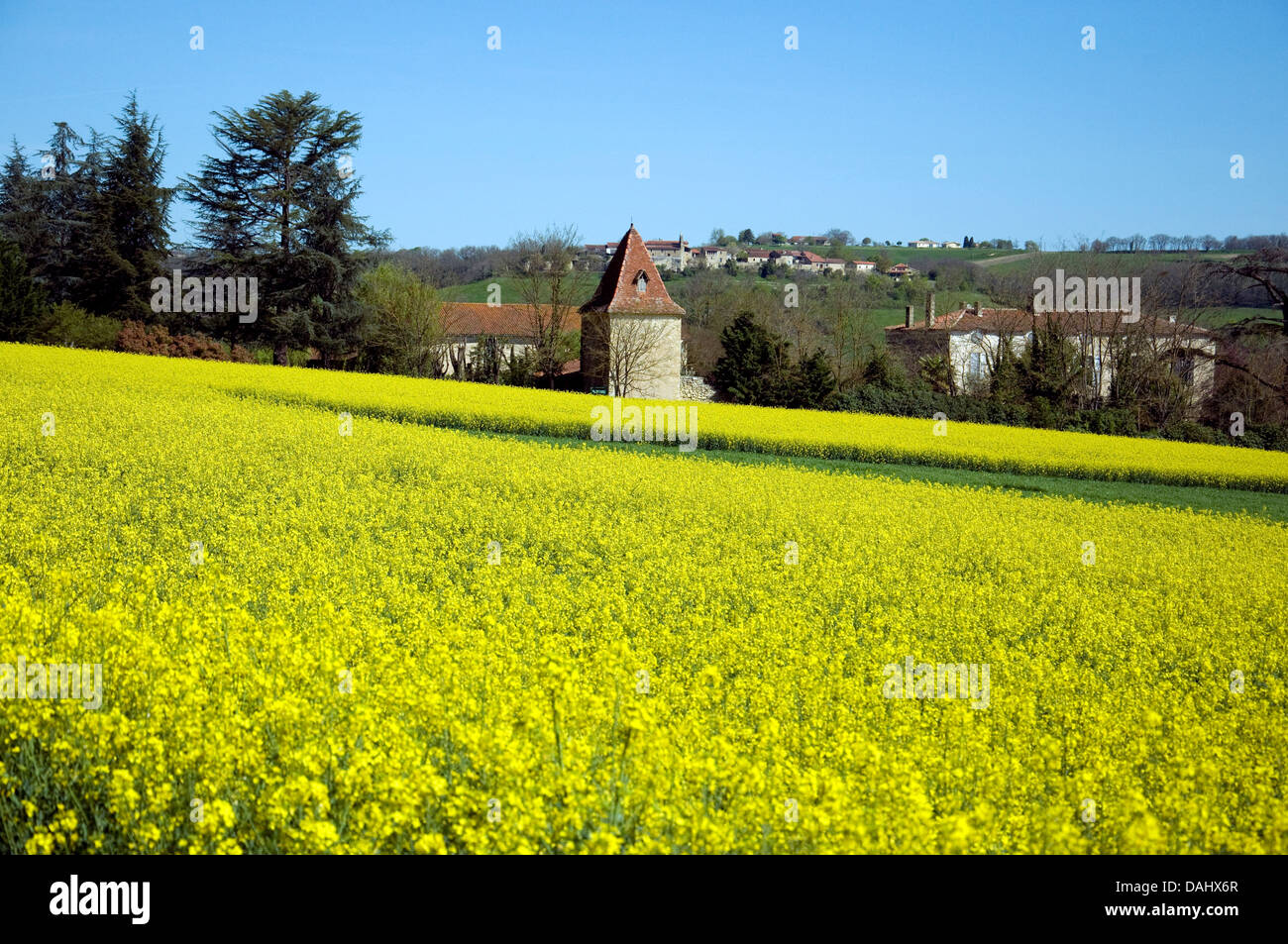 Im Südwesten Frankreichs ist eine blühende Feld neben einem Landhaus im Frühling ein Ausbruch von gelben Raps - Raps Stockfoto