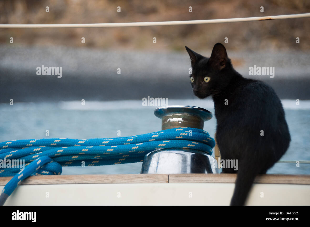 Schwarze Katze Kätzchen auf Yacht suchen besorgt Stockfoto