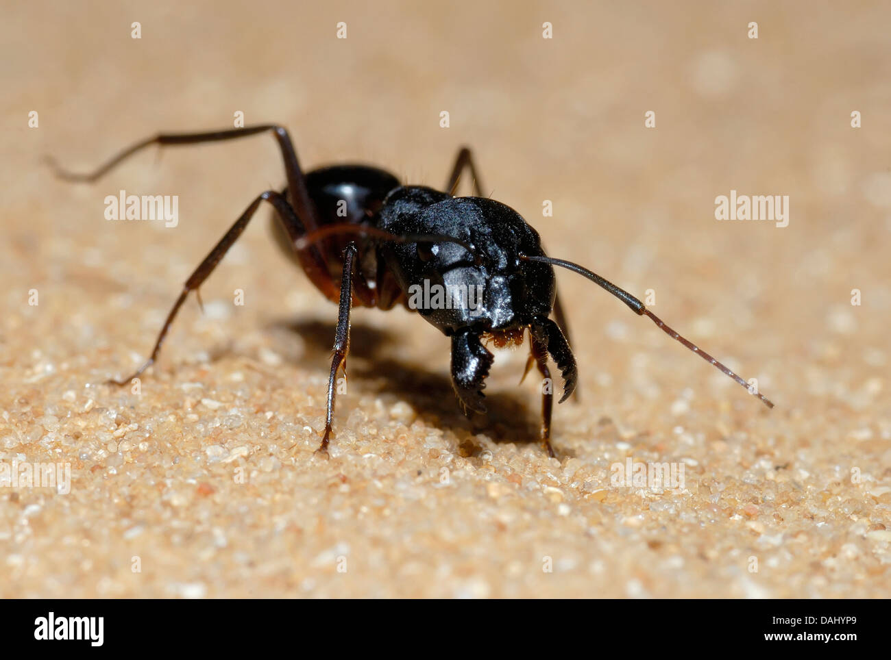 Schwarze Ameise Warnung auf sand Stockfoto