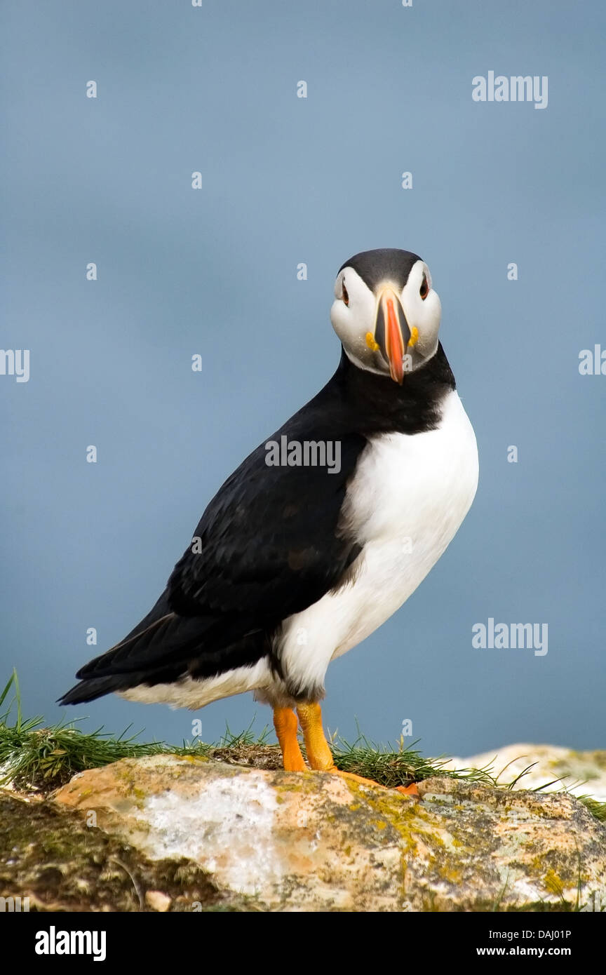 Papageitaucher, gemeinsame Papageitaucher Fratercula arctica Stockfoto