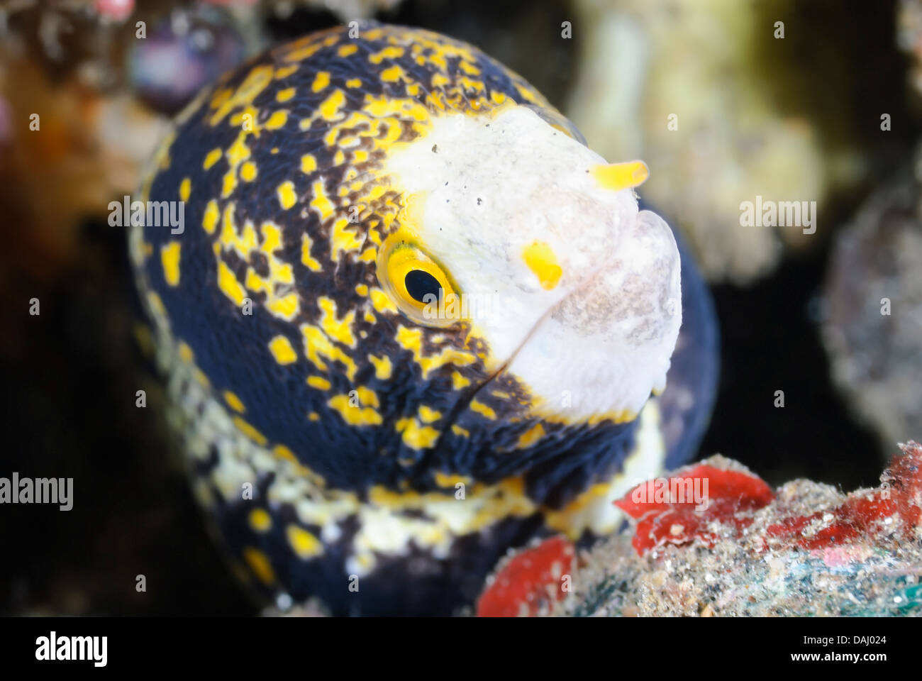 Schneeflocke Moray, Echidna Nebulosa, Lembeh Strait, Sulawesi, Indonesien, Pazifik Stockfoto