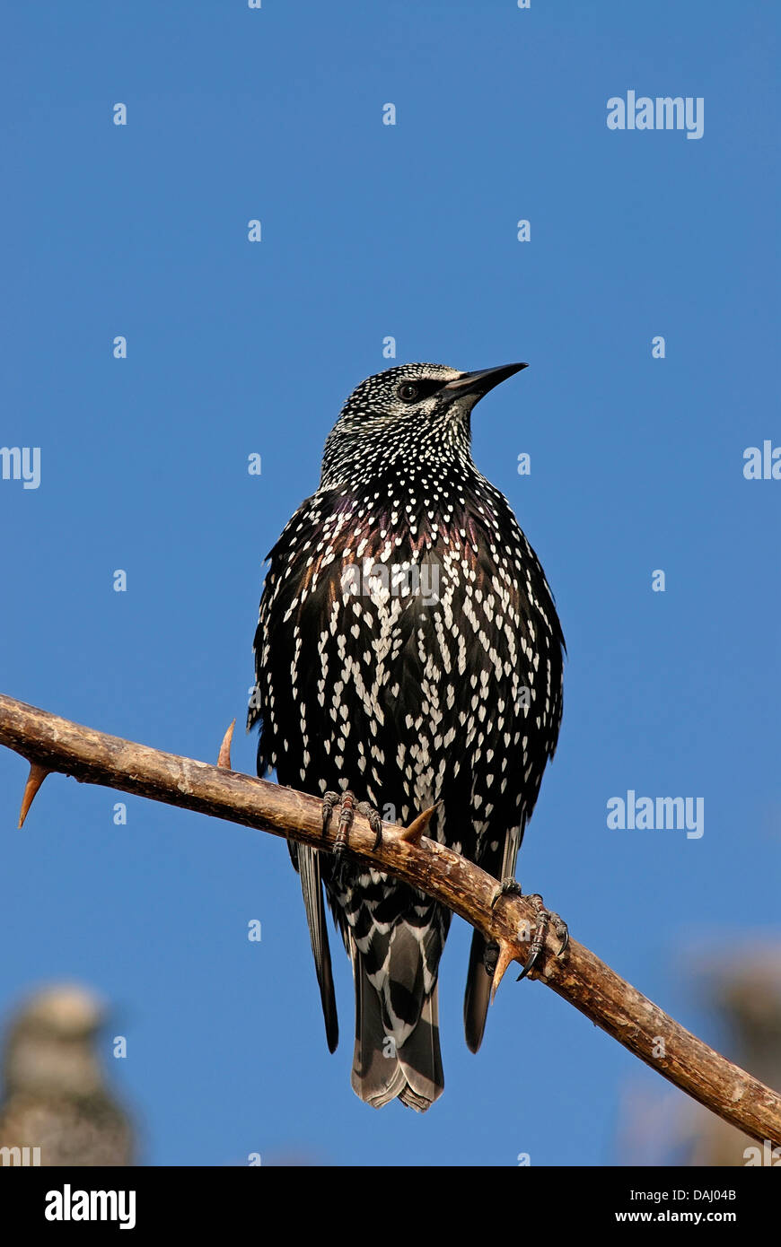 Gemeinsamen Starling Sturnus Vulgaris auf einem Ast Stockfoto