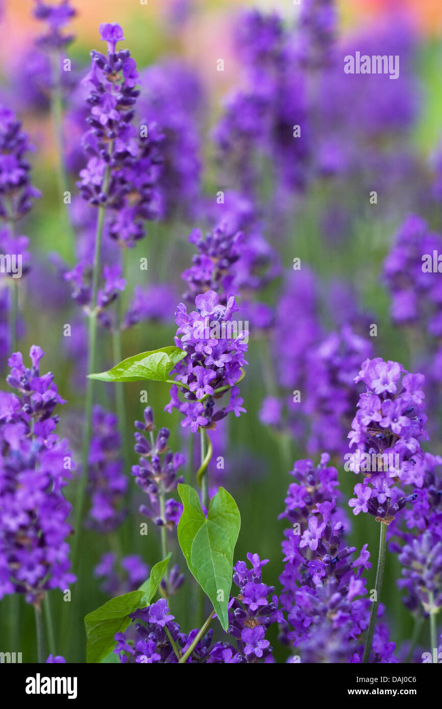 Ackerwinde wächst um Lavendel in einem englischen Garten. Stockfoto