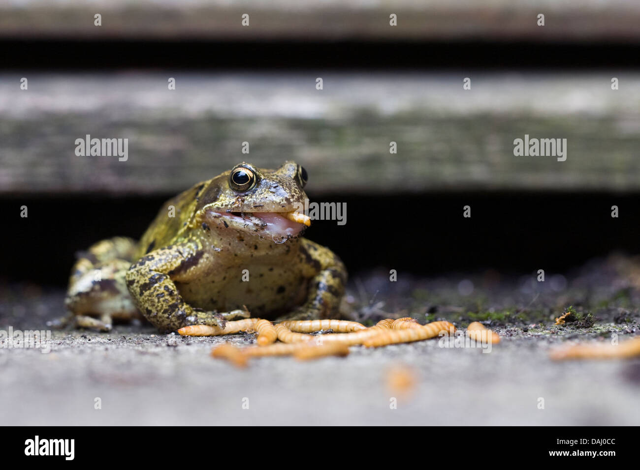Rana Temporaria. Gemeinsamer Garten Frosch essen Mehlwürmer. Stockfoto