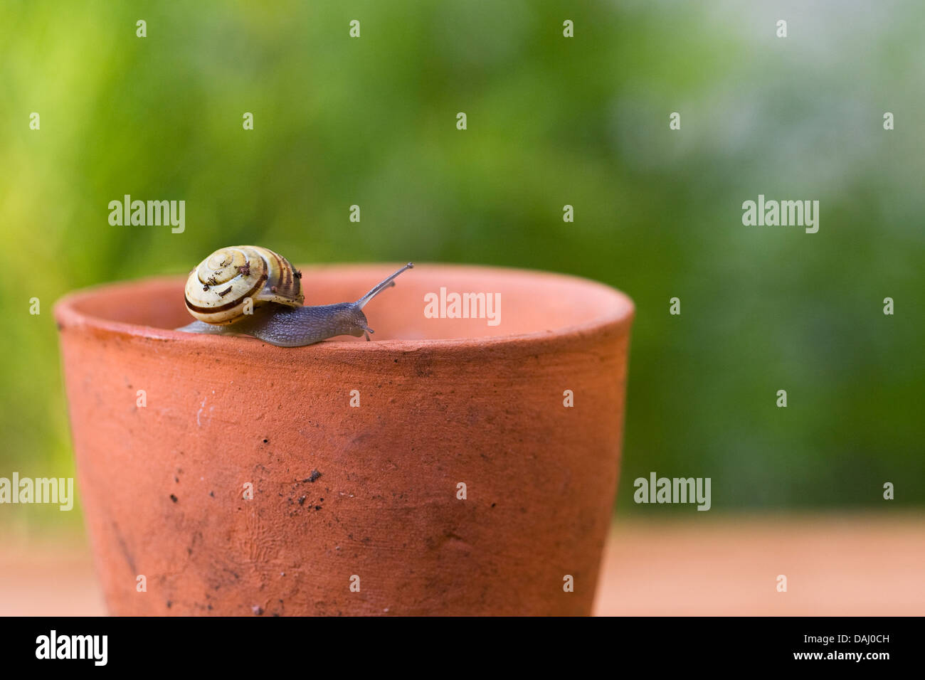 Garten Schnecke kriecht entlang der Kante des einen Terrakotta-Topf. Stockfoto