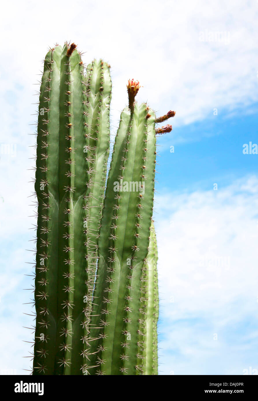 Großer grüner Kaktus über blauen Himmel Tropen. Stockfoto