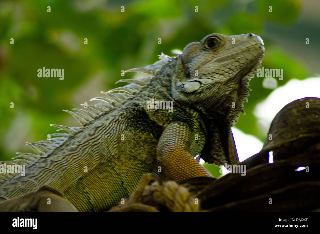 Großen Chamaleon Stockfoto