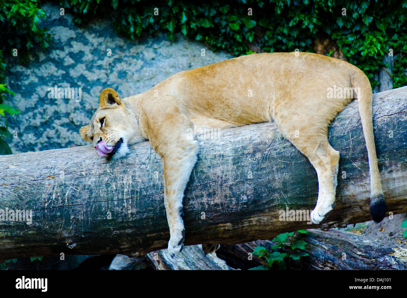 Löwen nehmen Rest auf Baum Stockfoto