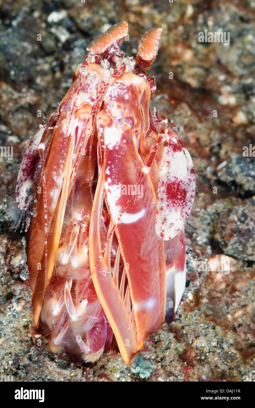 Lisas Fangschreckenkrebse, Lysiosquilloides Lisa, Lembeh Strait, Sulawesi, Indonesien, Pazifik Stockfoto