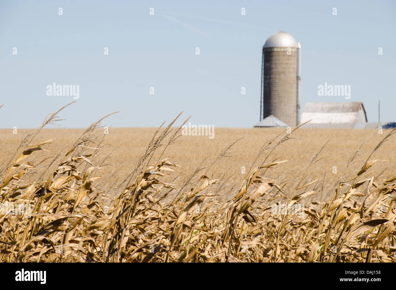 Maisfeld in Iowa, Vereinigte Staaten von Amerika Stockfoto