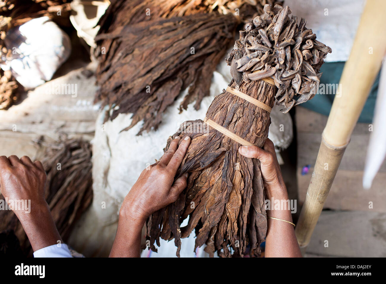Eine Indianerin untersucht ein Bündel von groben Tabakblätter auf dem Markt in Banderban in den Chittagong Hill Tracts in Bangladesch. Stockfoto