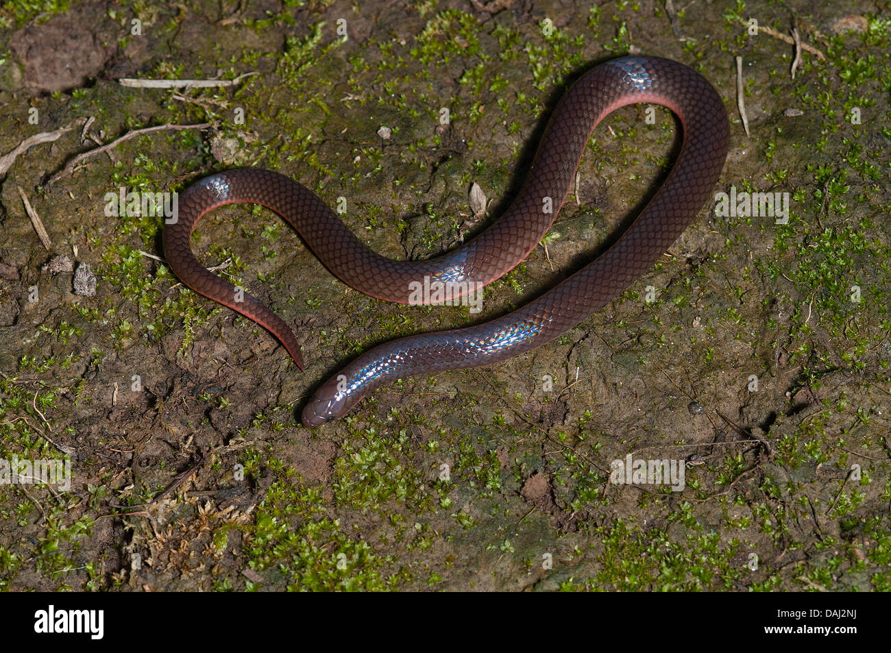 Im mittleren Westen Wurm Schlange, Caphophis Amoenus Helenae, nordamerikanischen Reptil, Schlange, Colubrid, Stockfoto