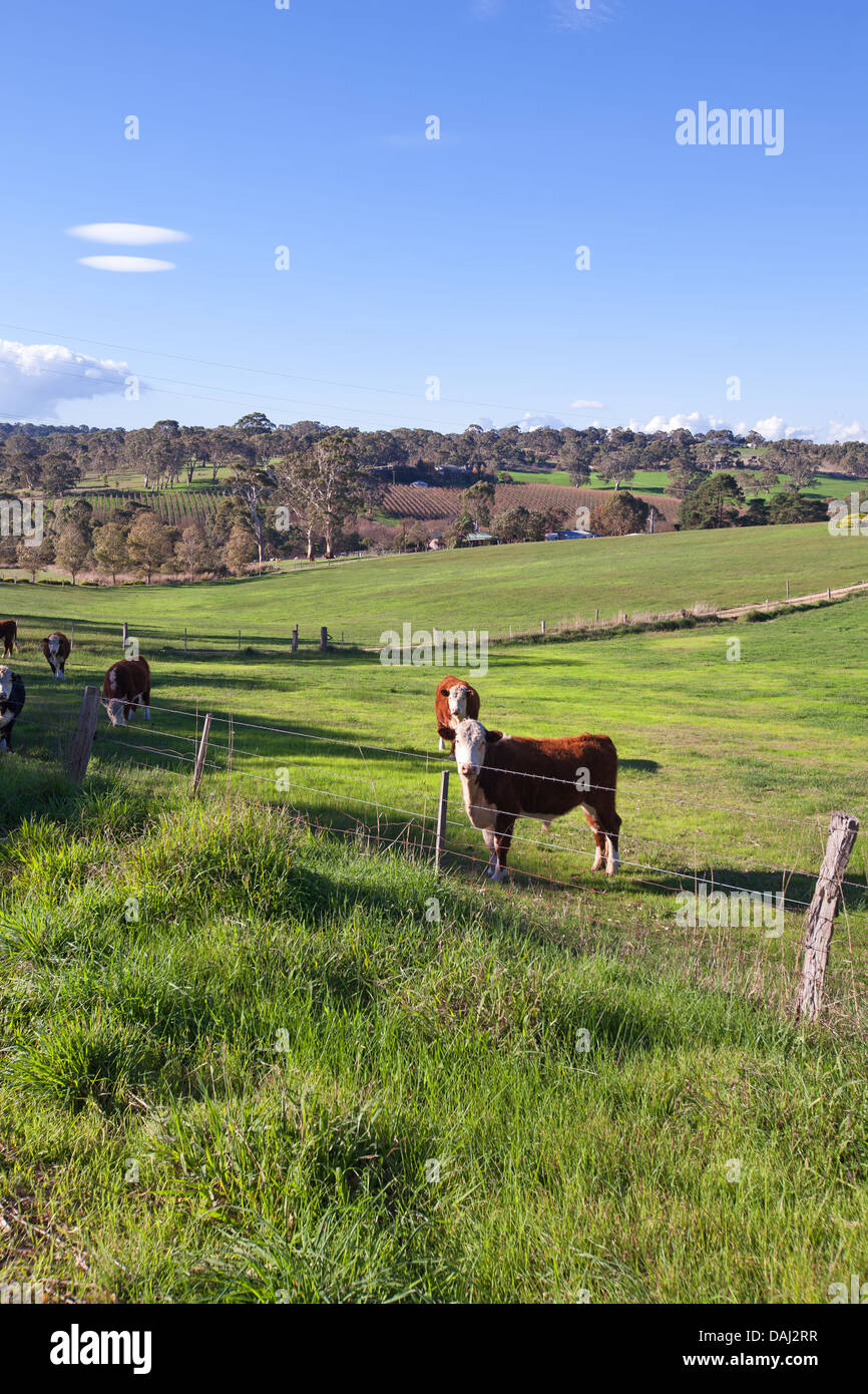 Bäume ländlich geprägtes Land Kühe Herde Bauernhof Landwirtschaft Haus Landwirtschaft landwirtschaftliche Macclesfield Fleurieu Peninsula Süd Australien Stockfoto