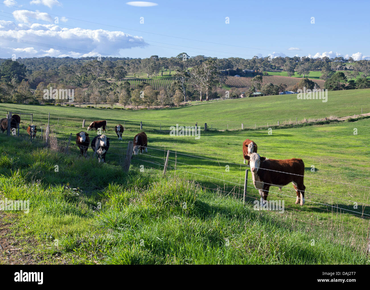 Bäume ländlich geprägtes Land Kühe Herde Bauernhof Landwirtschaft Landwirtschaft landwirtschaftliche Fleurieu Peninsula Süd Australien Australien Stockfoto
