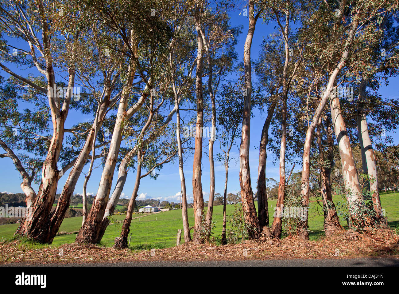 Bäume ländlichen Bauernhof Landwirtschaft Haus Landwirtschaft landwirtschaftliche Macclesfield Fleurieu Peninsula South Australia australischen Landstraßen Stockfoto