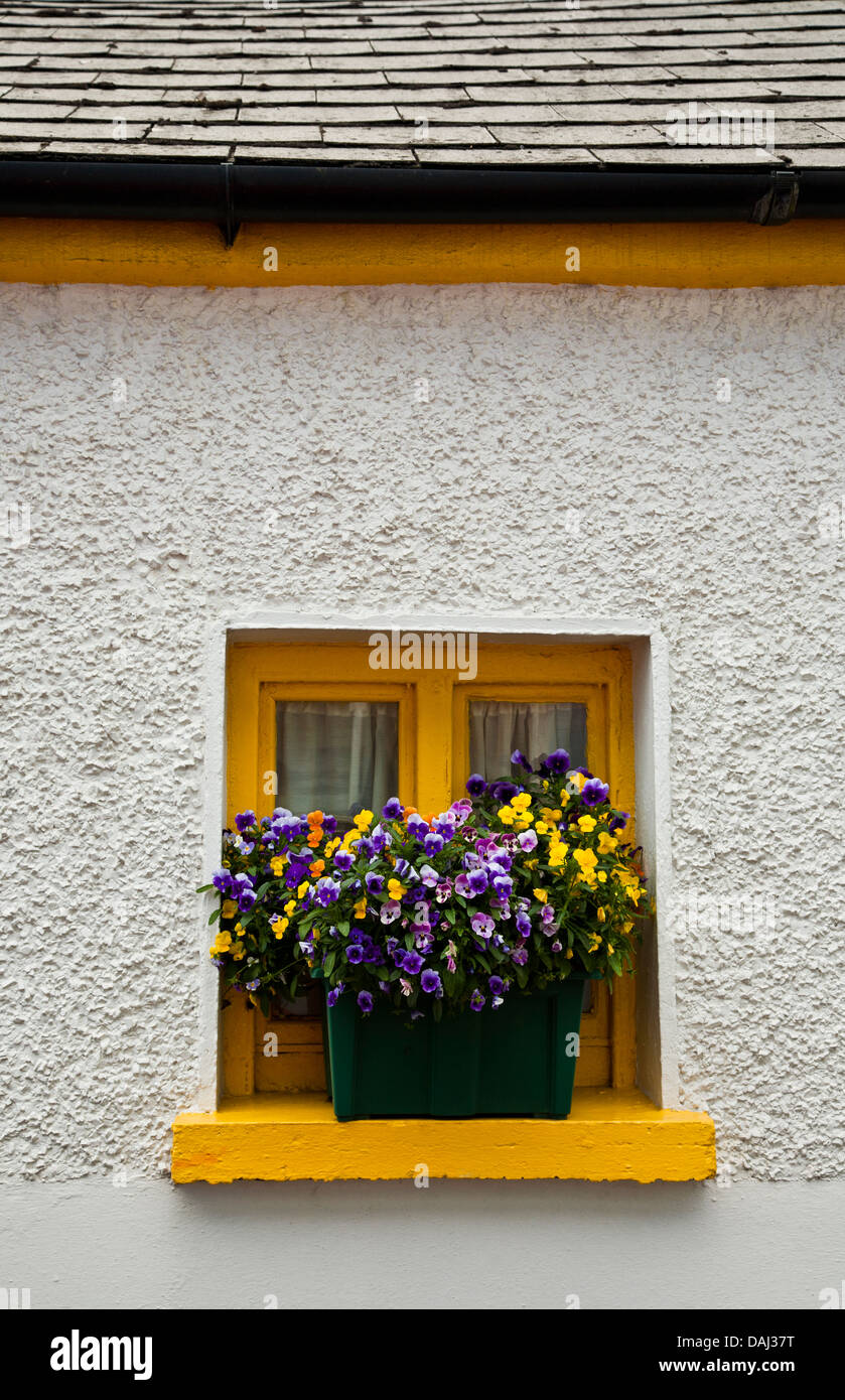 Nahaufnahme der gelben Frühlingsfenster-Box Pflanzen mit einer Fensterbox  Stiefmütterchen Blumen in Dingle, Irland, Europa, Stiefmütterchen vertikale  Fenstersims Fenstersims pt Stockfotografie - Alamy