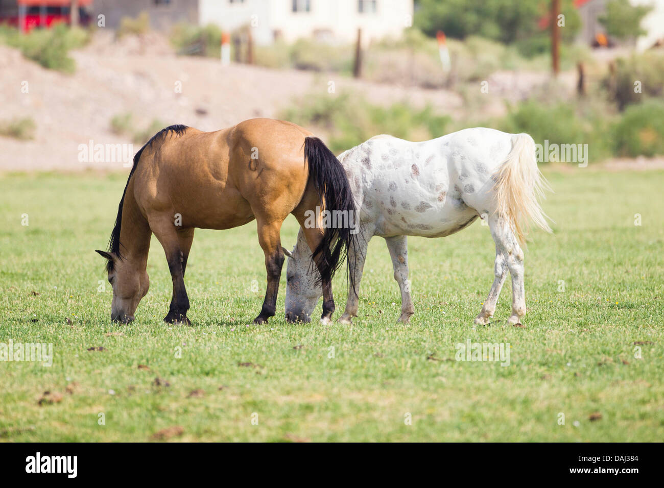 Pferde in der Nähe von San Antonio, New Mexico Stockfoto