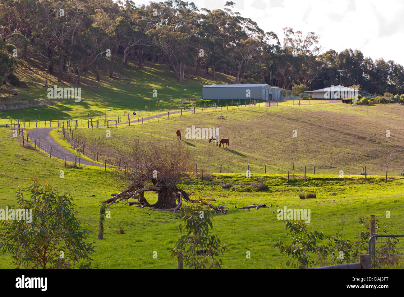 Bäume ländlich geprägtes Land Pferde Schuppen Haus Bauernhof Straße Auffahrt Landwirtschaft Landwirtschaft landwirtschaftliche Fleurieu Peninsula South Australia Stockfoto