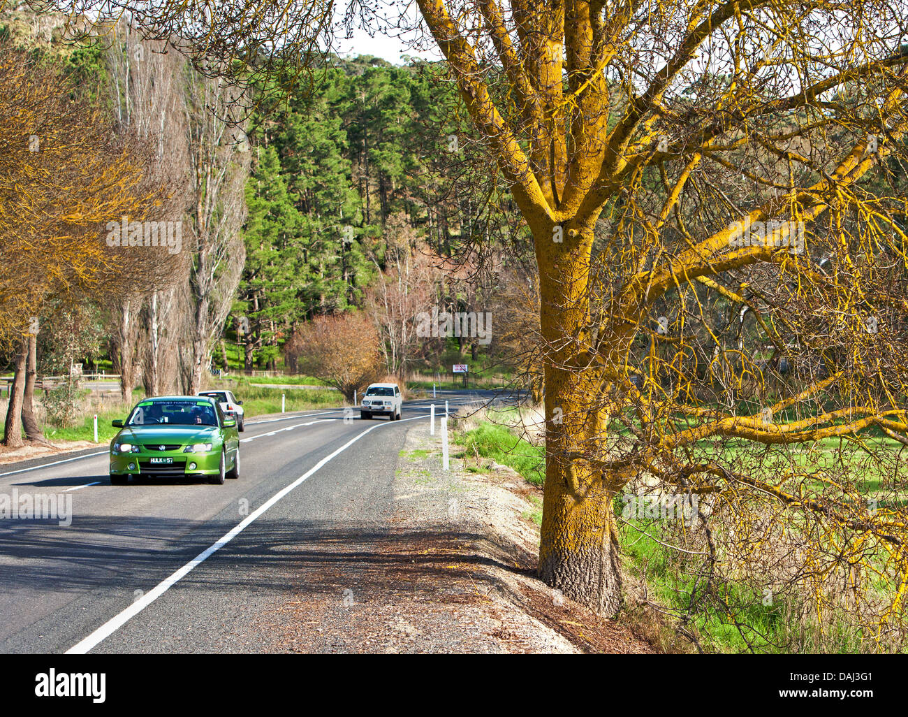 Bäume ländlichen gelbe Flechten Stamm Zweigen Autos Land Straßenrand Fleurieu Peninsula South Australia Australia Stockfoto