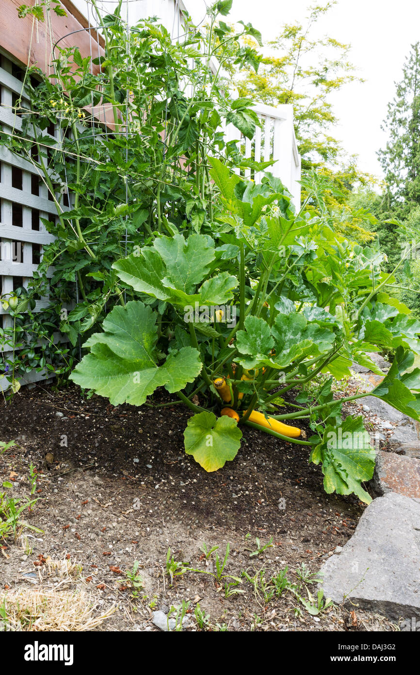 Vertikale Foto von Haus Garten neben Deck Geländer mit Bäumen im Hintergrund Stockfoto